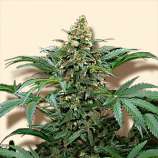 Bulk Seeds Bubble Gum