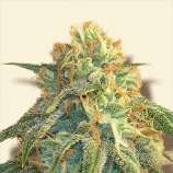 Bulk Seeds Super Silver Haze