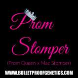 Bulletproof Genetics Prom Stomper