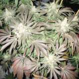 Bush Brothers Seeds Fire Mob x Freezeland