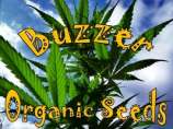 Buzzer Organic Seeds Berry Surprise