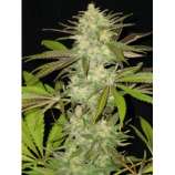 CBD Seeds Lavender