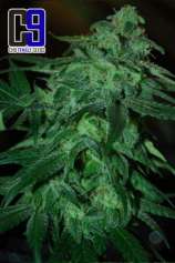 CH9 Female Seeds P.O.W 33