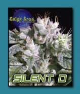 Calyx Bros. Seed Co. Silent D