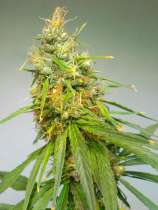 Cannabiogen Durban