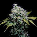 Cannabis Family Seeds Track Star