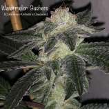 Cannarado Genetics Watermelon Gushers