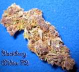 Clone Only Strains Blackberry Widow