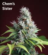 Clone Only Strains Chem Sister