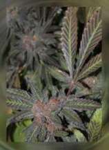 Connoisseur Genetics Grandaddy Purple S1