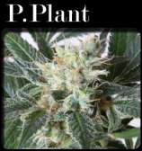 CopyCat Seeds P. Plant