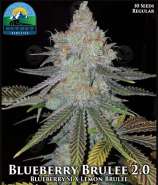 Covert Genetics Blueberry Brulee 2.0