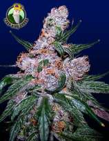 Crop King Seeds Blueberry