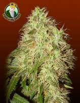 Crop King Seeds Rogue Thunder