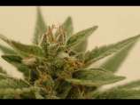 DNA Genetics Seeds Connie Chung