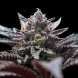 DNA Genetics Seeds Double Stuffed Sorbet