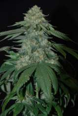 DNA Genetics Seeds Holy Grail Kush