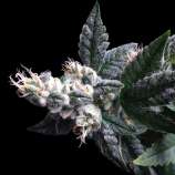 DNA Genetics Seeds JuJu Royal