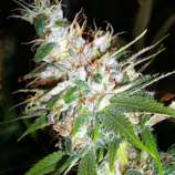 DNA Genetics Seeds L.A. Woman