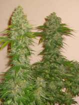 DNA Genetics Seeds Rocklock