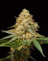 DNA Genetics Seeds Silver LA