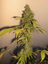 DNA Genetics Seeds Sour Cream