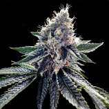 DNA Genetics Seeds Sour Kosher