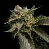 DNA Genetics Seeds Strawberry Sorbet