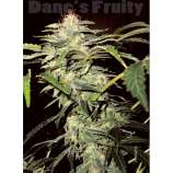 Dane Strains Dane's Fruity