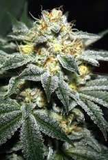 Dank House Seeds Alien Fire