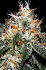 Dank House Seeds Double Barrel OG