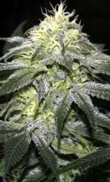 Dank House Seeds Strawberry Alien Kush