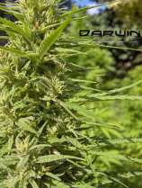 Darwin Seeds Carpatian