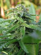 Darwin Seeds Perun