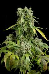 Dinafem Blue Cheese Autoflowering