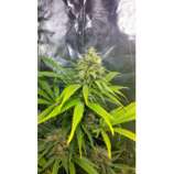 Dispensario Seeds Auto Clinical