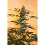 Dispensario Seeds Auto Eter Express