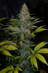 Dopamine Seeds Afghan Lemon