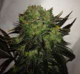 Dr. Greenthumb Headband