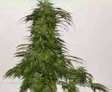 Dr. Hemps Seeds Northern Lightz