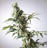 Dr. Hemps Seeds Thai-Breaker