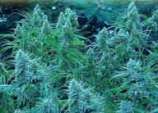 Dr. Hemps Seeds White Widow