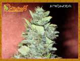 Dr. Krippling Seeds Bubba-Yum