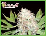 Dr. Krippling Seeds Bud Bud Bling Tingz