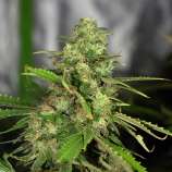 Dready Seeds Northern Cheese