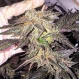 Dungeons Vault Genetics Humble Pie