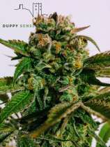 Duppy Sensi Genetics Dosidos X Watermelon Zkittlez S5