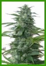 DutchBreed Melon Collieherb