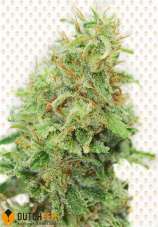 DutchFem Amnesia Haze Original