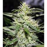 Dutch Quality Seeds Jack Herer